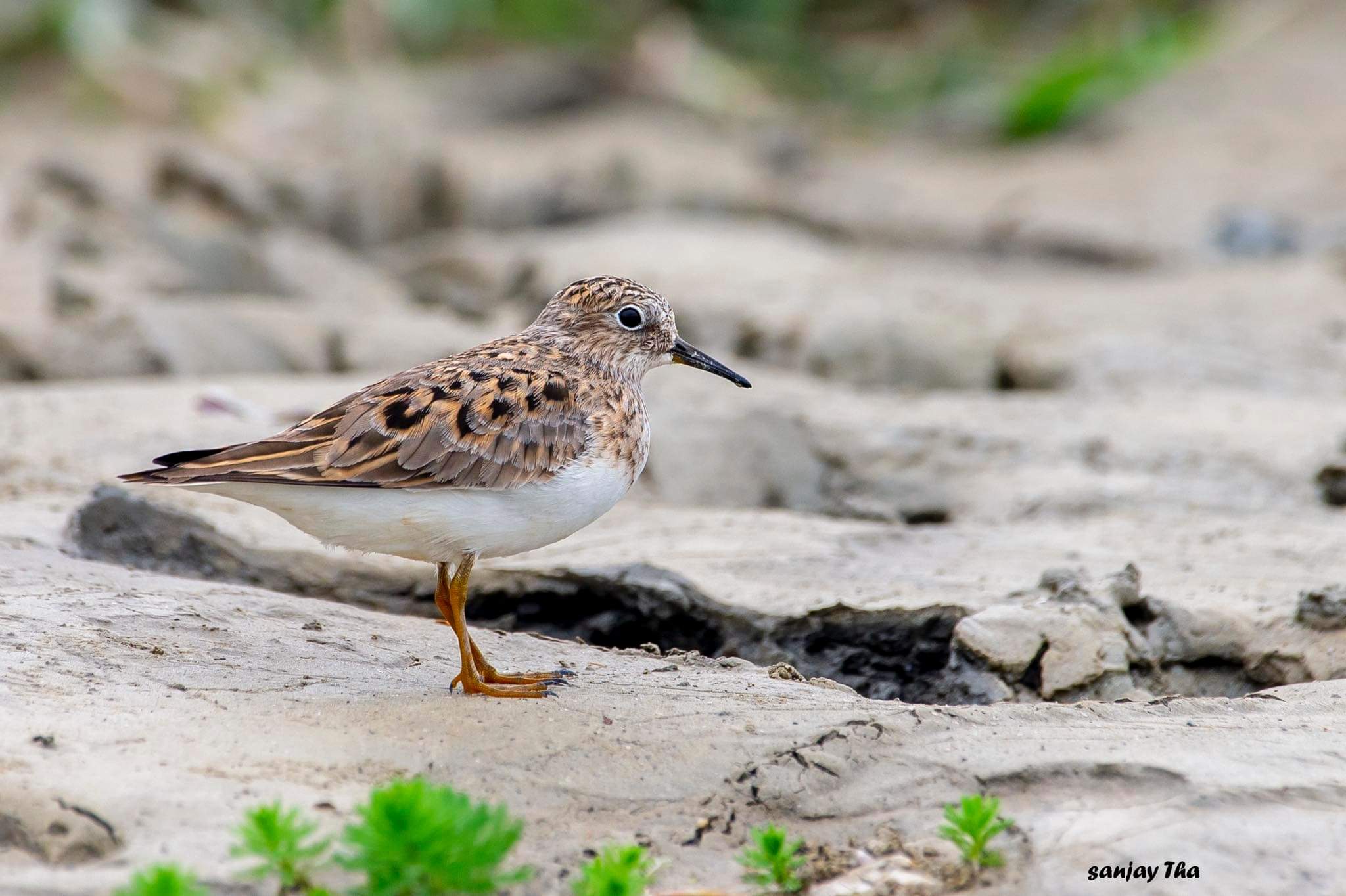 टर्मिनिक स्टिन्त - (Temminck”s stint )