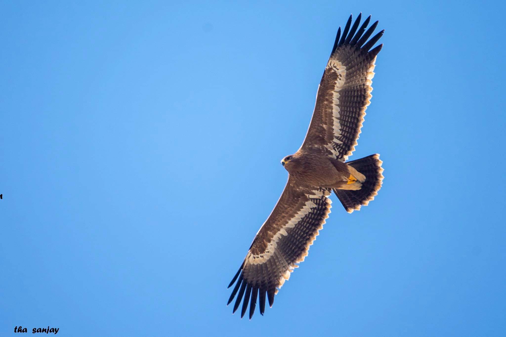 गोयायू महाचील (steppe Eagle )