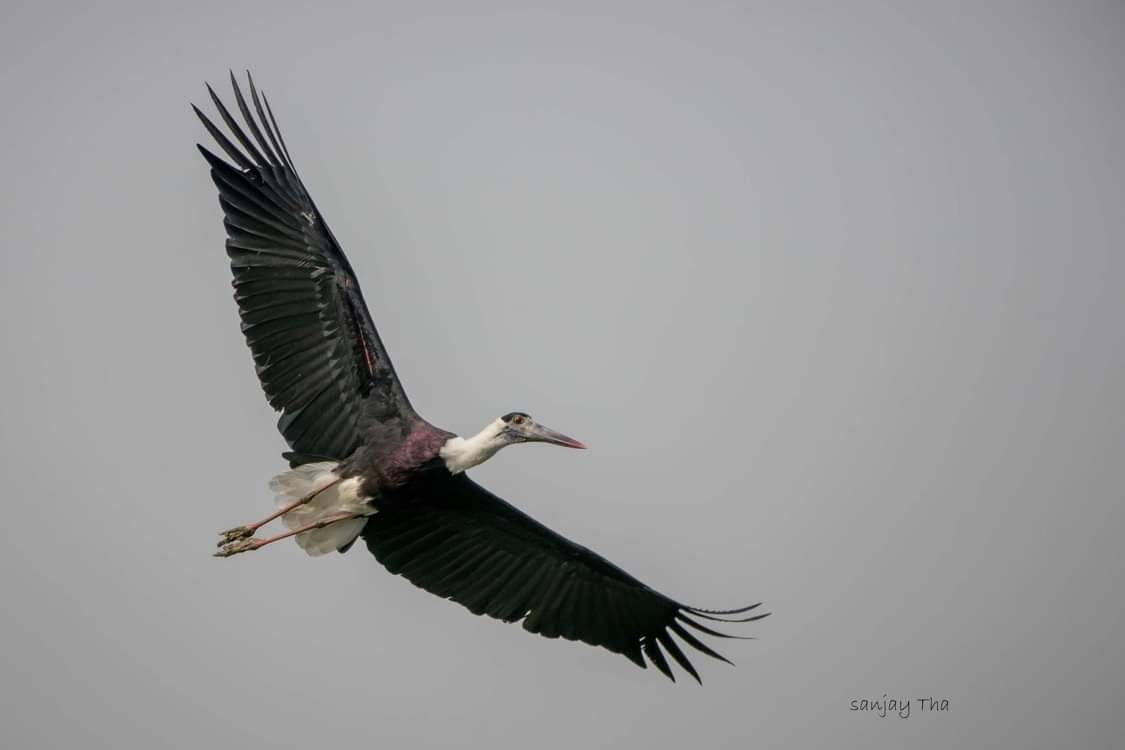 लोपोन्मुख लोभिपापी गरुड (woolly necked stork )